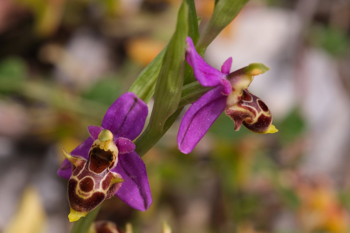 Orchidee di Marzo - Dalla Grecia con passione